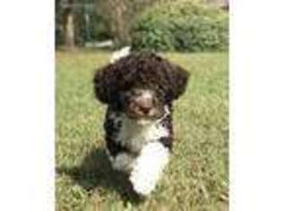 Labradoodle Puppy for sale in Greenville, SC, USA
