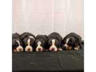 Bernese Mountain Dog Puppy for sale in Moorpark, CA, USA