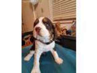 English Springer Spaniel Puppy for sale in Galesburg, IL, USA