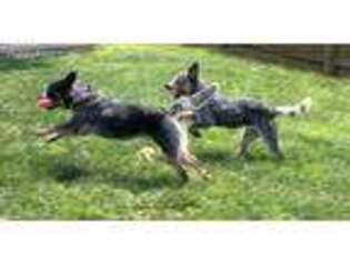 Australian Cattle Dog Puppy for sale in Owensboro, KY, USA