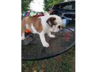 Bulldog Puppy for sale in Foster, KY, USA