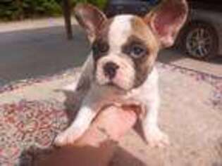 French Bulldog Puppy for sale in Grant, AL, USA