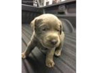 Labrador Retriever Puppy for sale in Richfield, NC, USA