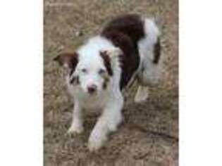Miniature Australian Shepherd Puppy for sale in Winder, GA, USA