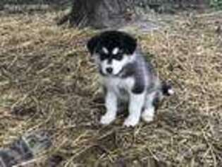 Alaskan Malamute Puppy for sale in Alburnett, IA, USA
