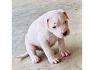 Dogo Argentino Puppy for sale in Shepherd, TX, USA