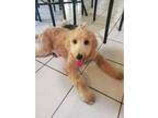 Goldendoodle Puppy for sale in Cleves, OH, USA