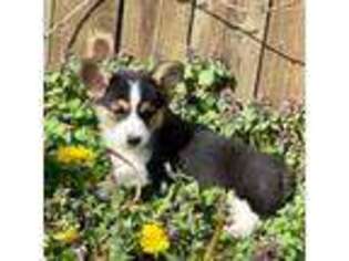 Pembroke Welsh Corgi Puppy for sale in Dundee, OR, USA