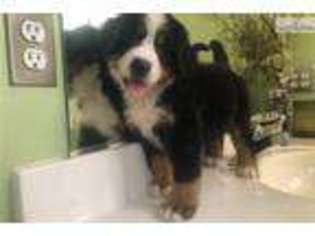 Bernese Mountain Dog Puppy for sale in Jacksonville, NC, USA