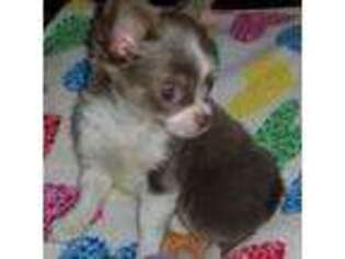 Chihuahua Puppy for sale in Yukon, OK, USA