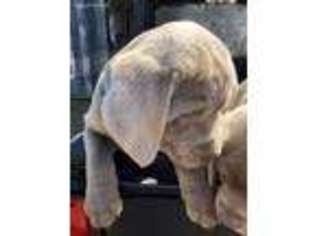 Labrador Retriever Puppy for sale in Lawrenceburg, KY, USA