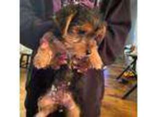 Yorkshire Terrier Puppy for sale in Delta, CO, USA