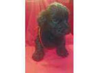 Portuguese Water Dog Puppy for sale in Solon, OH, USA