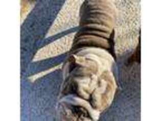 Bulldog Puppy for sale in Odessa, TX, USA