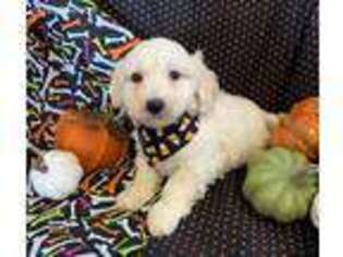 Goldendoodle Puppy for sale in Marlow, OK, USA