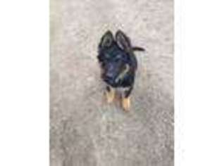 German Shepherd Dog Puppy for sale in Plymouth, WI, USA
