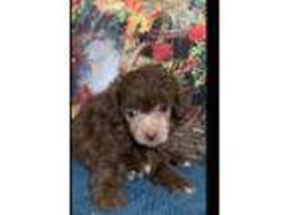 Mutt Puppy for sale in Onalaska, TX, USA
