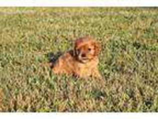 Cavalier King Charles Spaniel Puppy for sale in Pierce City, MO, USA