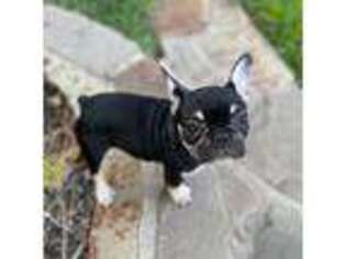 French Bulldog Puppy for sale in Bedford, TX, USA