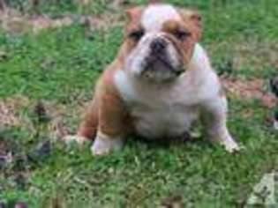 Bulldog Puppy for sale in KING, NC, USA