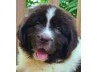 Newfoundland Puppy for sale in Kirksville, MO, USA