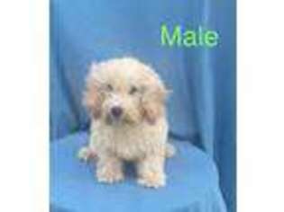 Cavachon Puppy for sale in La Russell, MO, USA