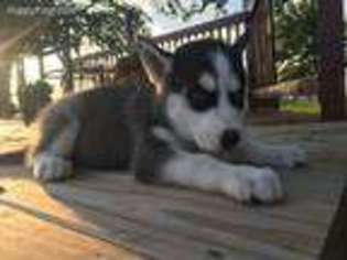 Siberian Husky Puppy for sale in Tarkio, MO, USA