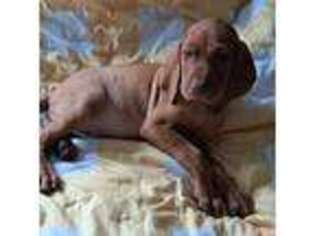 Vizsla Puppy for sale in Columbus, OH, USA
