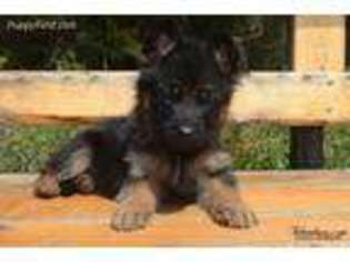 German Shepherd Dog Puppy for sale in Deer Park, WA, USA