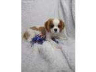 Cavalier King Charles Spaniel Puppy for sale in Dunbar, PA, USA