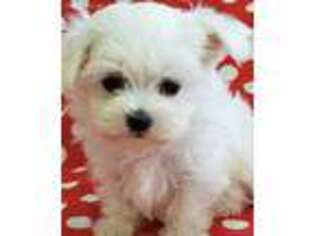 Maltese Puppy for sale in Arlington, VA, USA