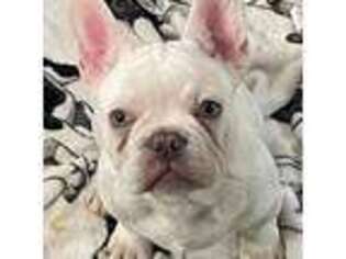 French Bulldog Puppy for sale in Fulton, NY, USA