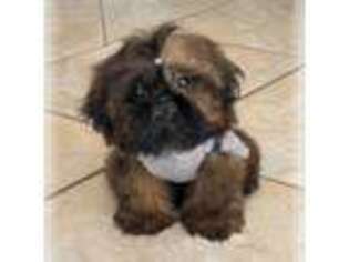 Mutt Puppy for sale in Hemingway, SC, USA
