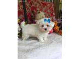 Maltese Puppy for sale in Burnsville, NC, USA