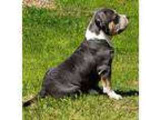 Mutt Puppy for sale in Tupelo, MS, USA