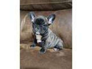 French Bulldog Puppy for sale in New London, IA, USA