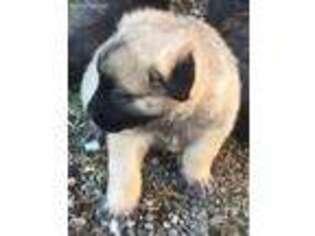 Anatolian Shepherd Puppy for sale in Rutherfordton, NC, USA