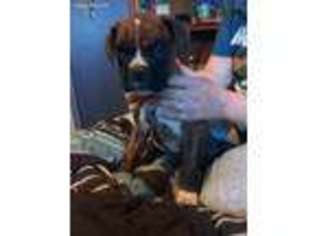 Boxer Puppy for sale in Clarkston, MI, USA
