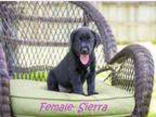 Labrador Retriever Puppy for sale in Hilliard, FL, USA