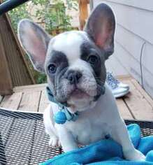 French Bulldog Puppy for sale in Middleton, WI, USA