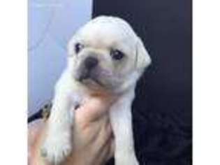 Pug Puppy for sale in Ferrum, VA, USA