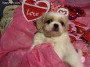 Pekingese Puppy for sale in Williamsburg, OH, USA