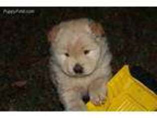 Chow Chow Puppy for sale in Paris, TX, USA