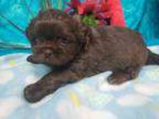 Mutt Puppy for sale in Green Bay, WI, USA