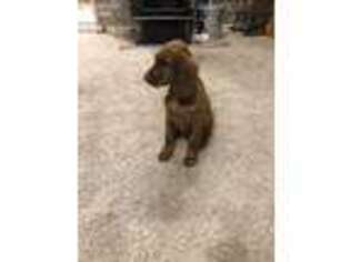 Irish Setter Puppy for sale in Kemp, TX, USA
