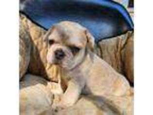 French Bulldog Puppy for sale in Lincoln, MO, USA