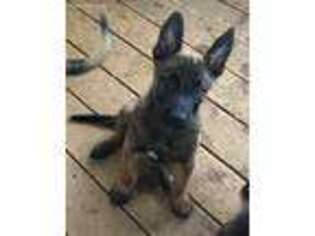Belgian Malinois Puppy for sale in Llano, TX, USA