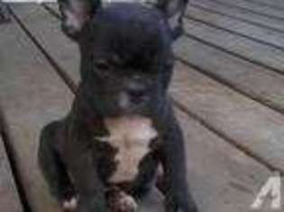 French Bulldog Puppy for sale in MARION, IL, USA