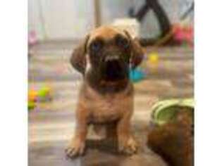 Boerboel Puppy for sale in Omaha, NE, USA