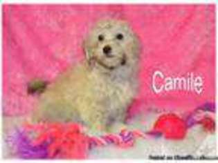 Havanese Puppy for sale in CANTON, OH, USA